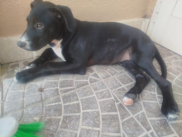 ADOTTA IL TENERO THOR Foto 4